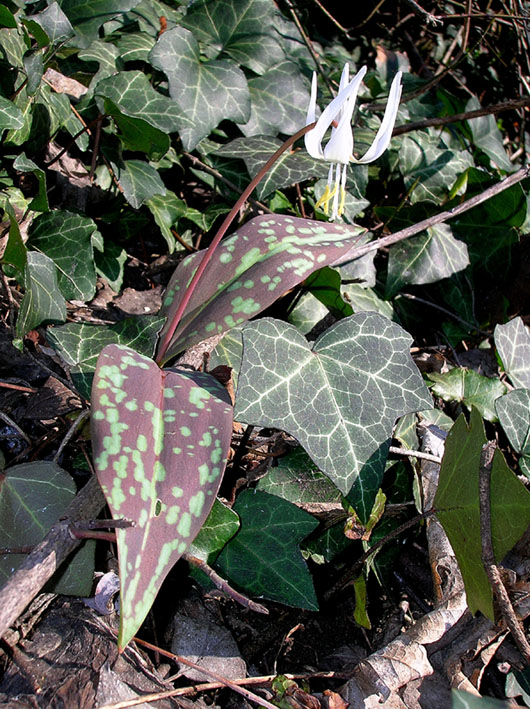 Erythronium dens-canis / Dente di cane